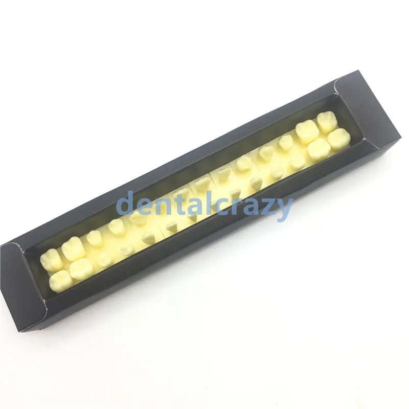 Модель перманентных зубов с базой 1 раз натуральный размер стоматологический