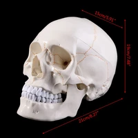 life size human skull model anatomical anatomy teaching skeleton head studying teaching supplies a0kb
