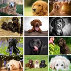 Алмазная вышивка 5D, картина квадратной формы с рисунком Лабрадора, собаки, собаки, вышивка крестиком, украшение для дома