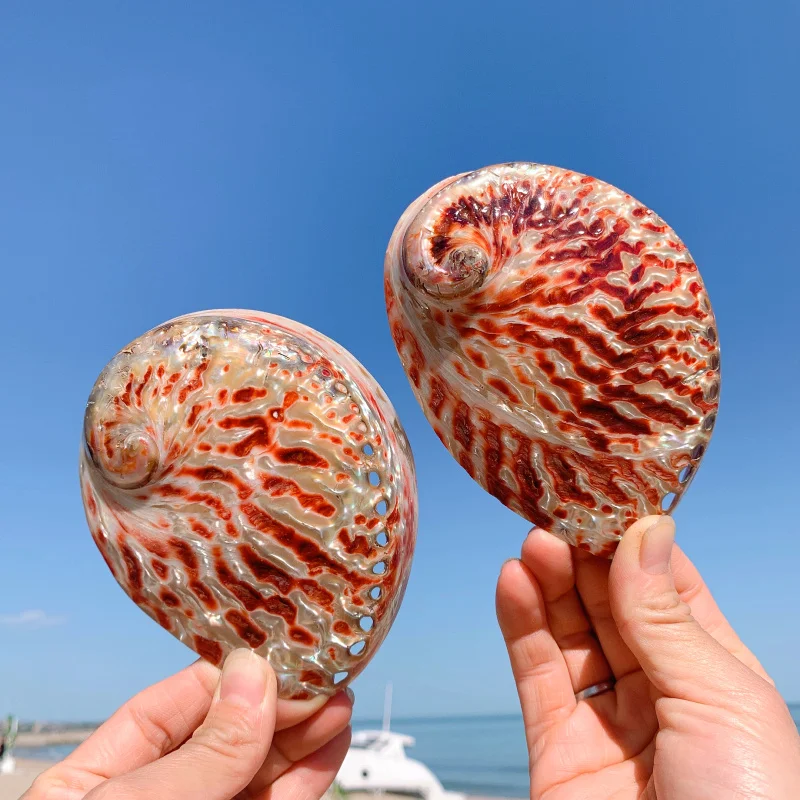 

Aqumotic Polished Abalone Shell 1pc Red Green White Home Accessories Conch Shell Fish Tank Aquarium Creative Ornaments Lucky