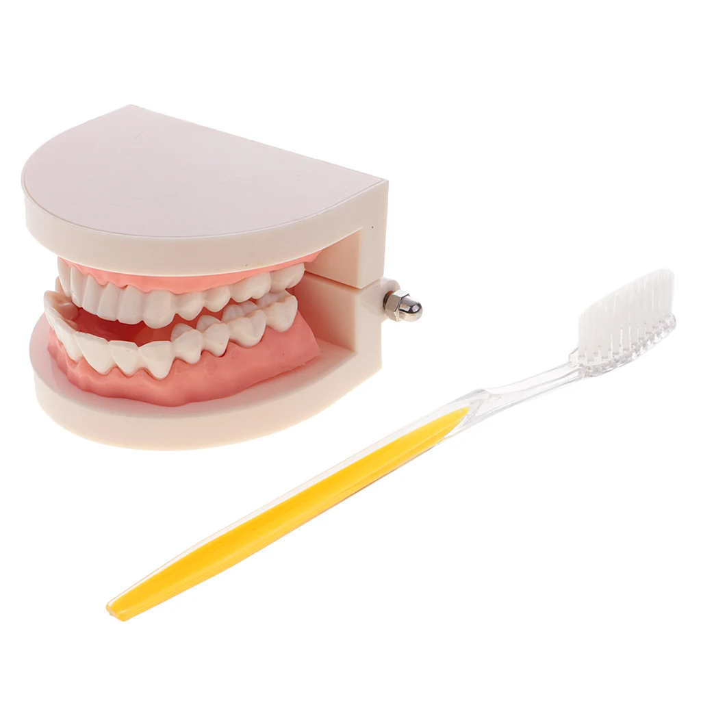 

1:1 Human Mouth Teeth Medical Model W/Toothbrush Caring Learning