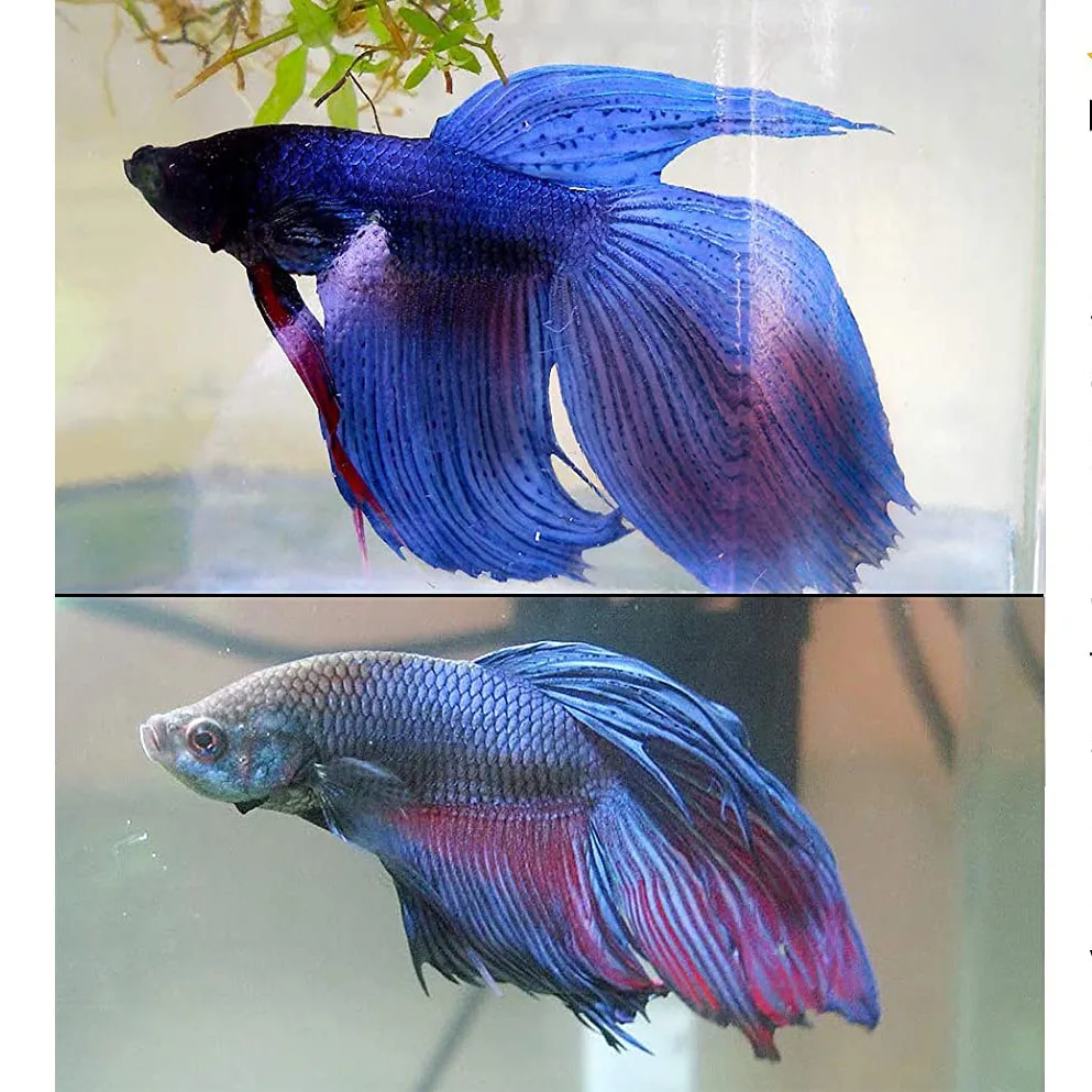 Натуральные листья миндаля для аквариума Betta &amp Gouramis 200/100/50 шт. | Дом и сад