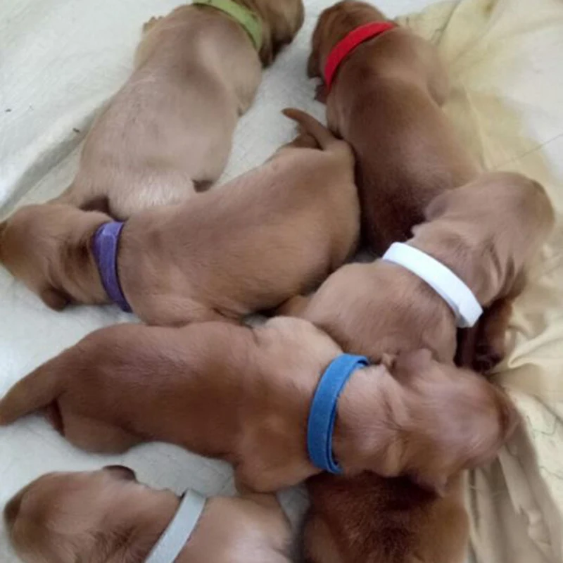 Hot Sale Dog Collar Colorful Puppy Cat Neck Strap Pet Identification Necklace ID Bands Supplies 12colors | Дом и сад