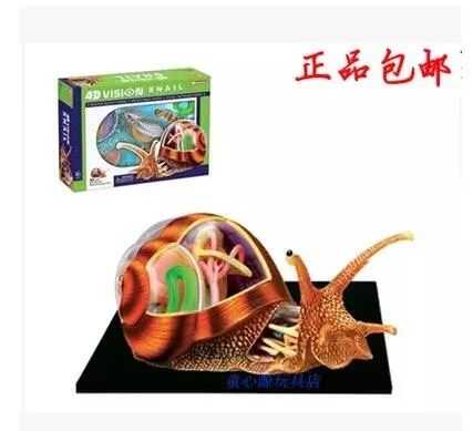 4D MASTER Puzzle assembly Snail Anatomy Assembled model 22*16*9.5cm free shipping