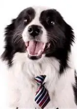 120 шт./лот Большая распродажа цветные рукодельные поводок рулетка для питомца