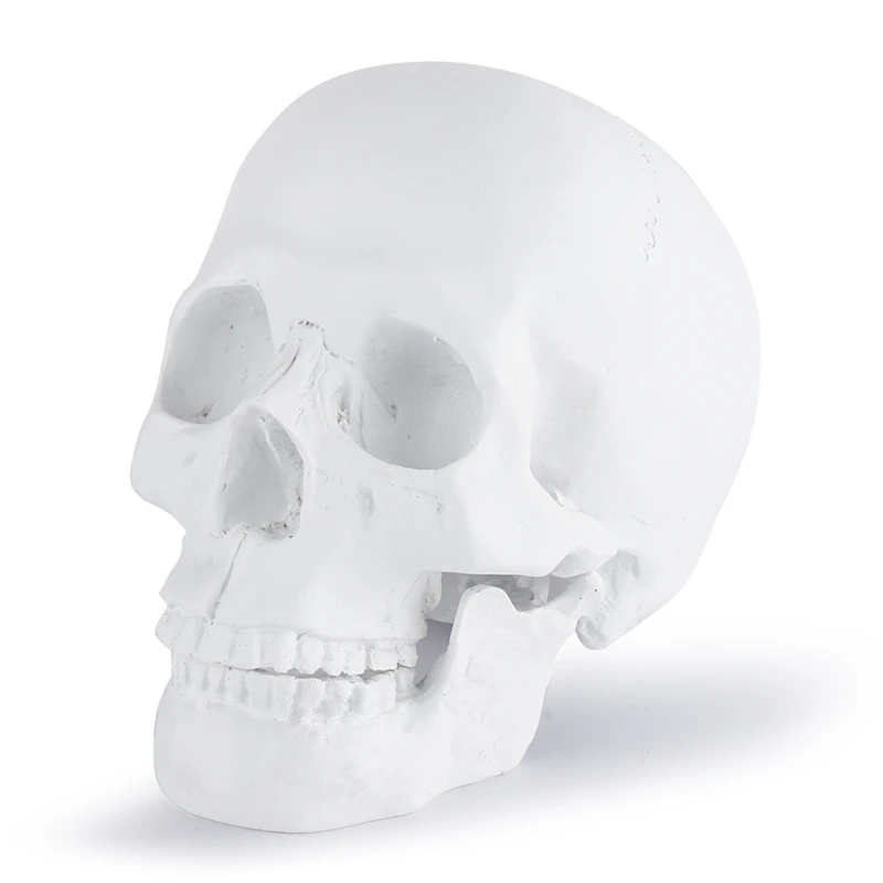 DIY черепа Модель однотонной смолы череп Декор статуя Домашняя Декоративная