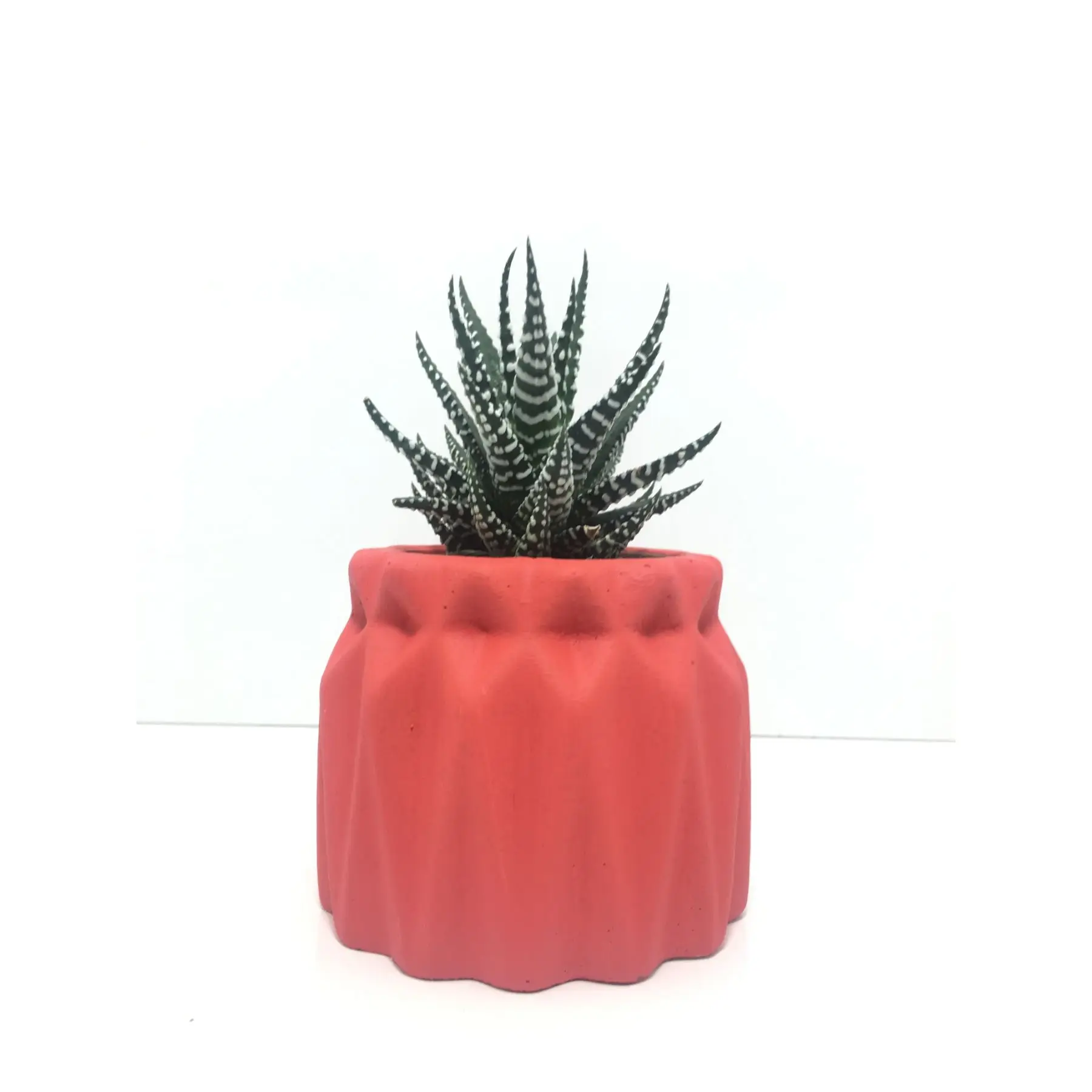 

Shirred Concrete Pot and Live Sukulent - YE1603