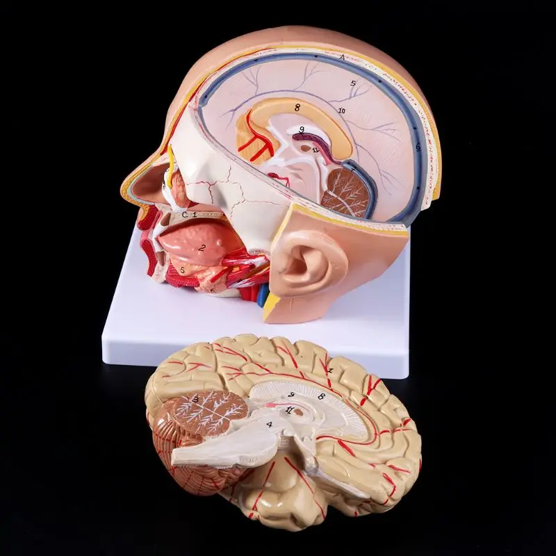 Human Anatomy Head Skull Brain Cerebral Artery Anatomical Model For Teaching