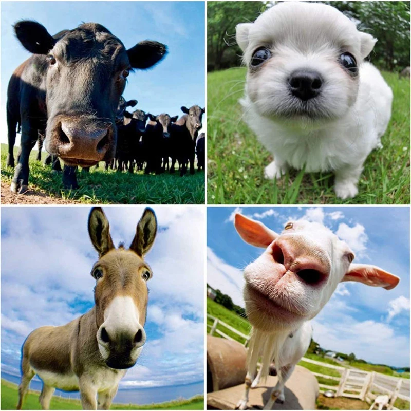 2019 универсальные зажимы 235 градусов Супер Рыбий глаз линзы для iphone 4 4s 5 5s 5c SE 6 6s 7 Plus