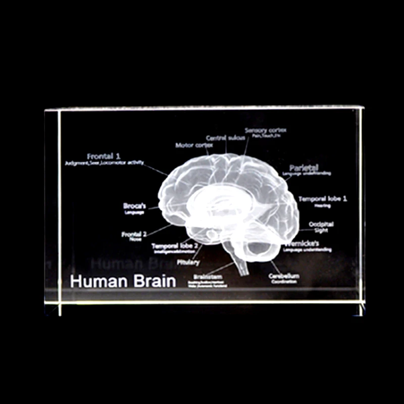 3D человеческого сердца скелет мозга медицинской анатомии Структура модель с