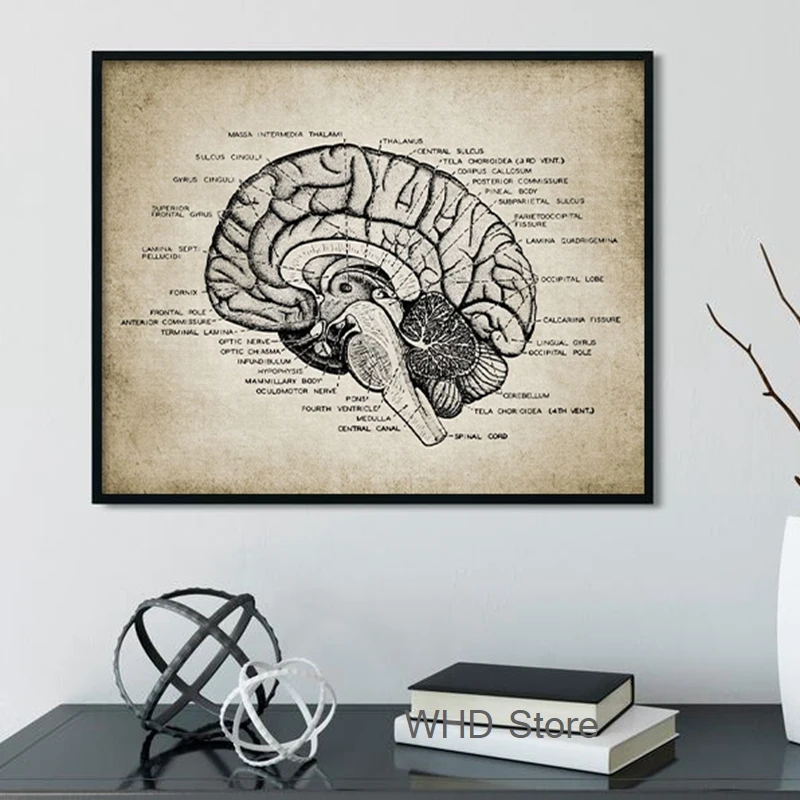 Винтаж мозга анатомии медицинской печати физиологии плакат подарок для врача