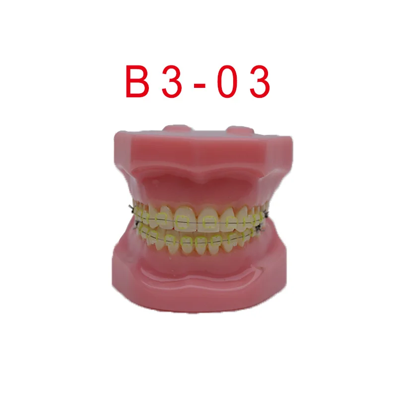 

28pcs teeth Dental educational model Standard Model for Dental education