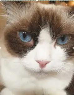 Полный квадрат/5D алмаз окрашенные белые милые пушистые голубые глаза кошка