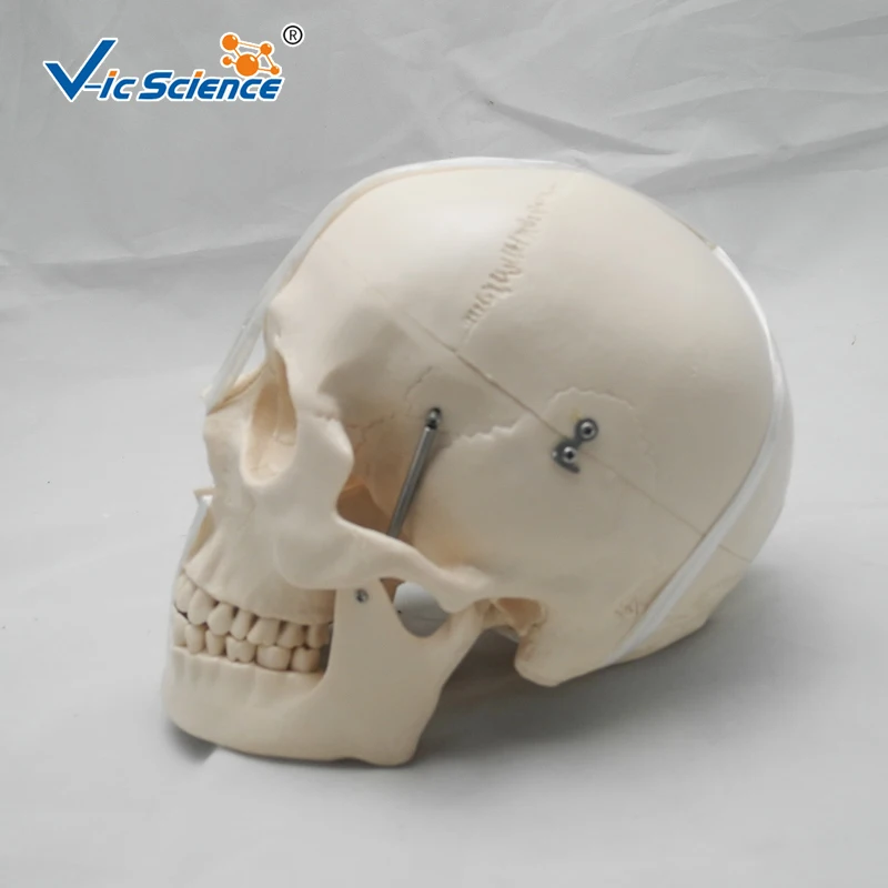 Advanced Deluxe Life Szie Human PVC Skull Model Medical Science Teaching for Students | Канцтовары для офиса и дома