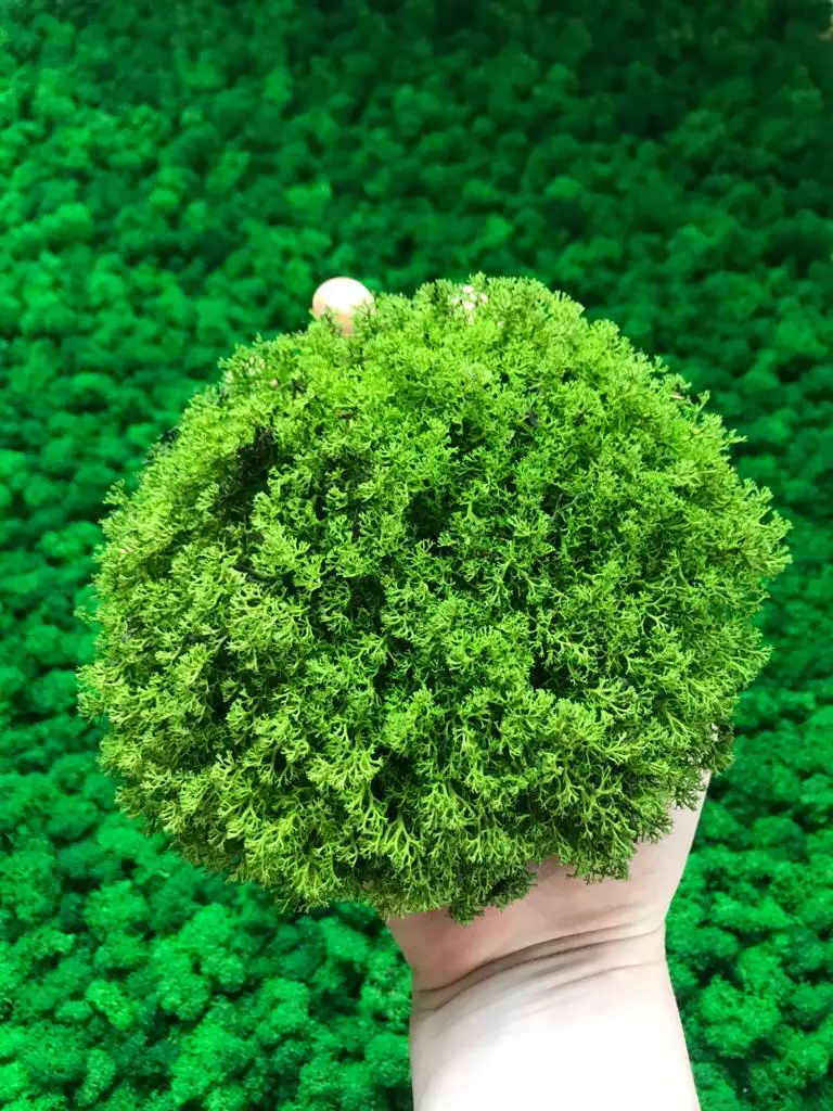Кочка Живого Мха Купить