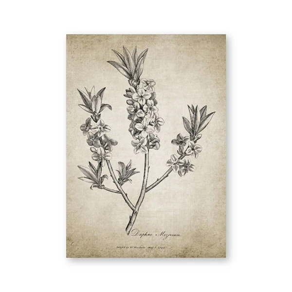 

Антикварные ботанические постеры Jack York