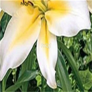 11 Ngryise 20 шт набор Lilium brownii Lily - Цвет: 11
