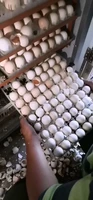 880 egg farm hatchery incubator brooder machine hatcher mini household chicken automatic eggs incubator bird quail brooder