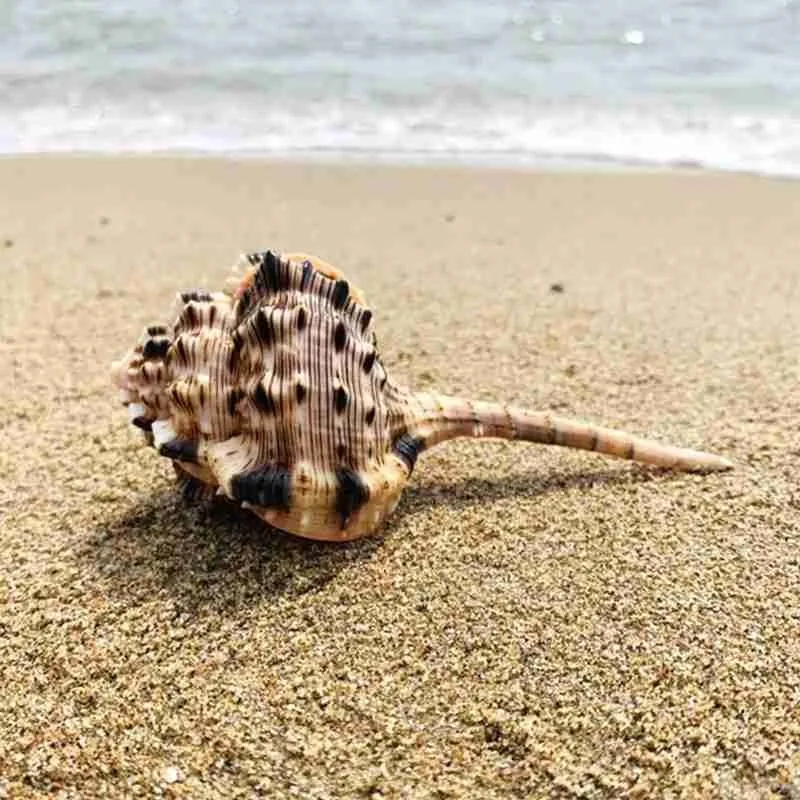 10-12 см коричневая натуральная трубка снайперский череп улитка аквариум