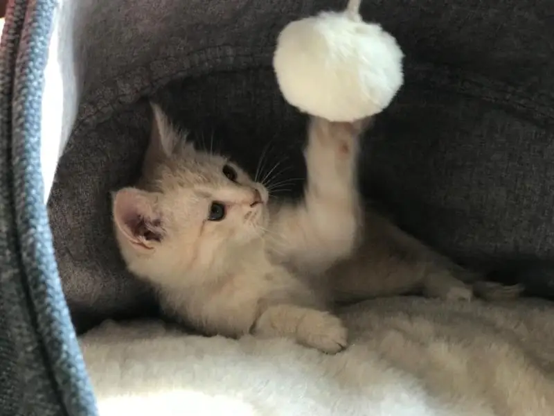 Роскошный мягкий лежак для кошек закрытые сезоны Теплый кот спальная зимняя