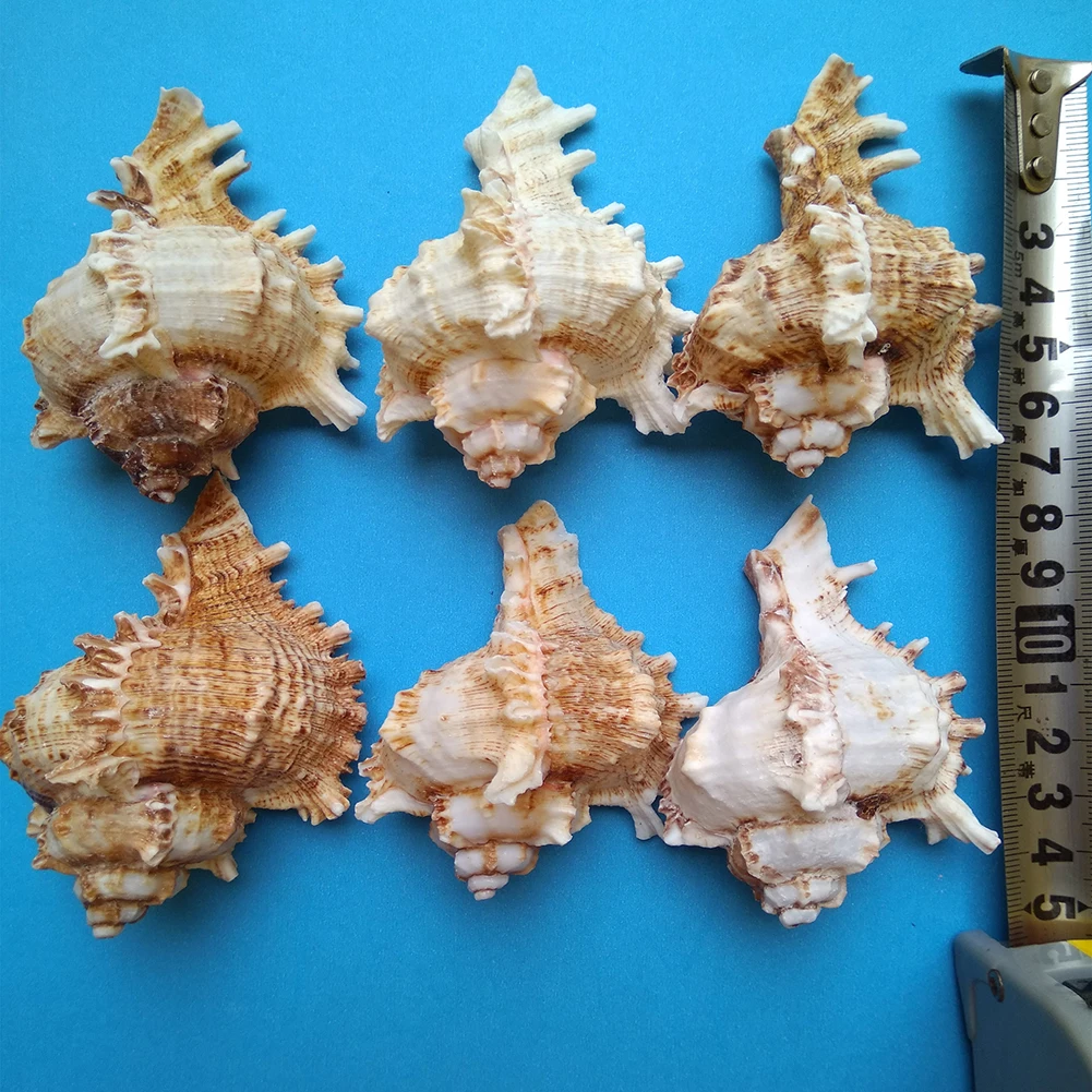 

15cm 16cm Kirin Shell Conch Specimen Thousands Hand Snail Shell Conch Home Bedroom Living Room Outdoor Decorations Crafts