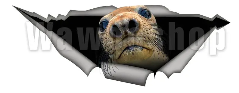 

Harbor Seal decal , Vinyl decal, Harbor sticker, funny decal, animal sticker