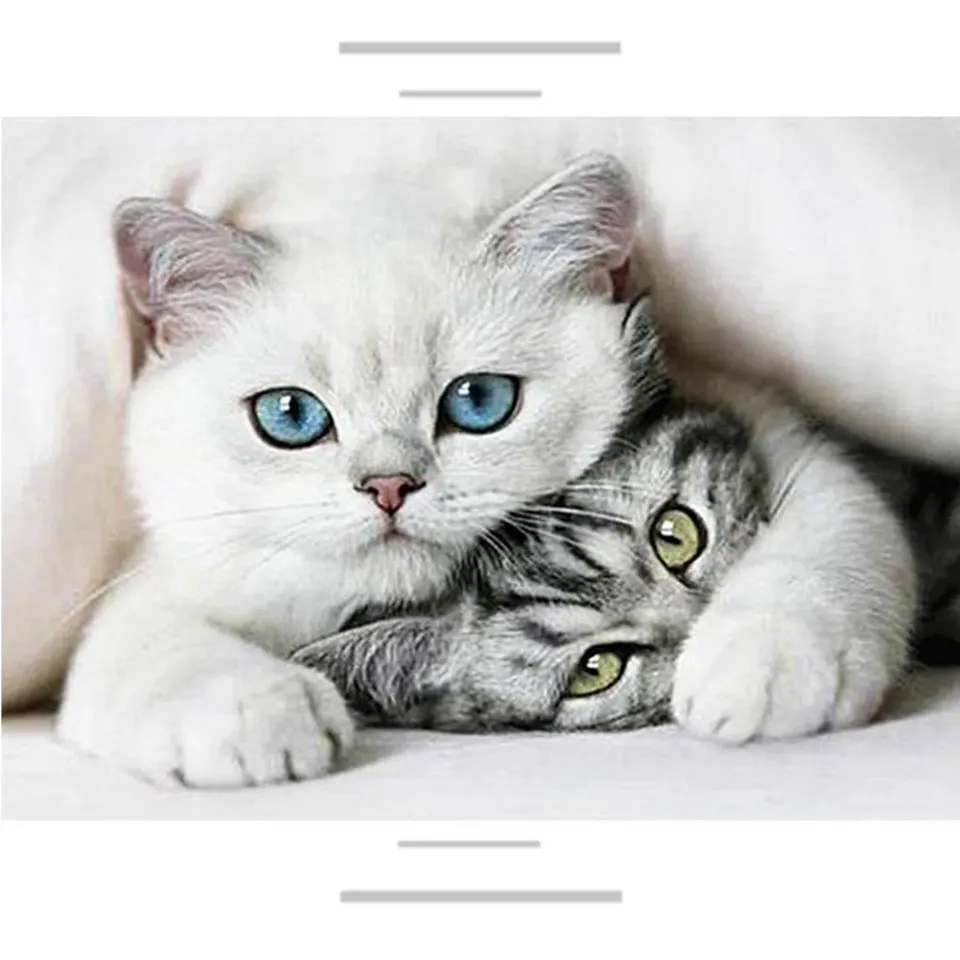 

5D diamond painting handmade DIY embroidery cross stitch full square diamond custom photo "Animal Kittens" wall home decor gift