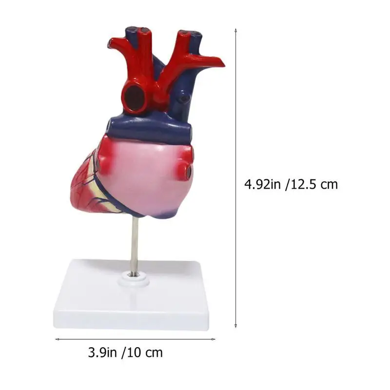

1 Set PVC Human Heart Model Human Organ Model with Removable Base Teaching Tool