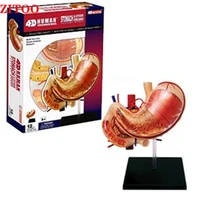 4d master anatomical model human stomach organs medical teaching diy equipment puzzle assembling toys science anatomical model