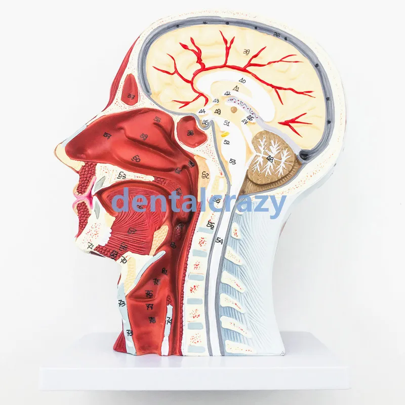 

Учебная модель головы, шеи, поверхностных нервов, сосудистых мышц, школьная обучающая демонстрационная модель