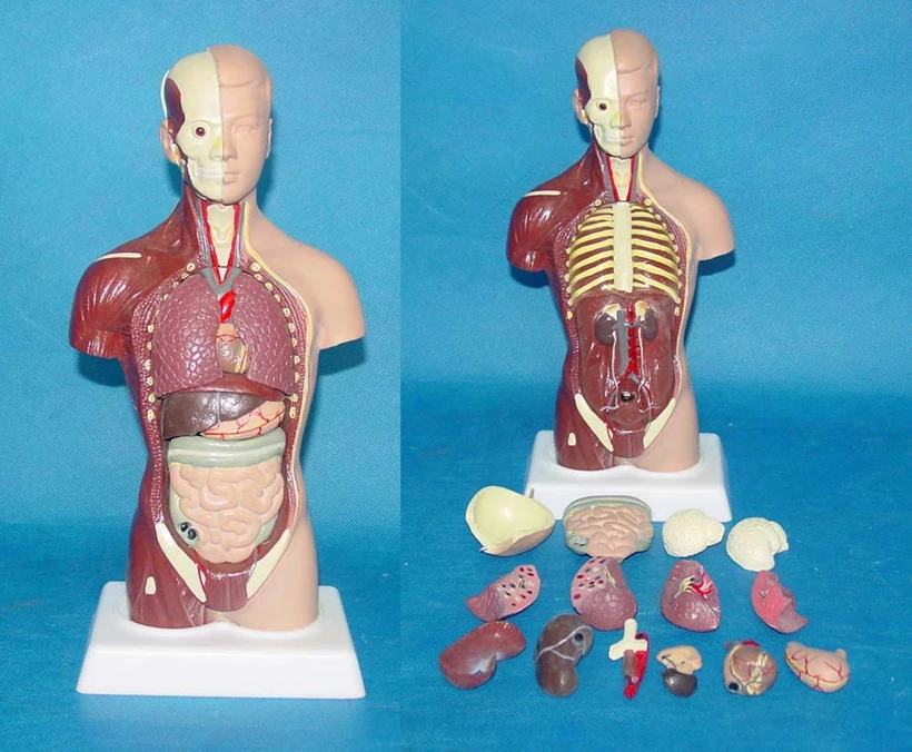 28cm Human Torso Model 15pcs Assembled Medical Model Human Anatomy Body Anatomical Model Kids Assembly Science Educational Toys