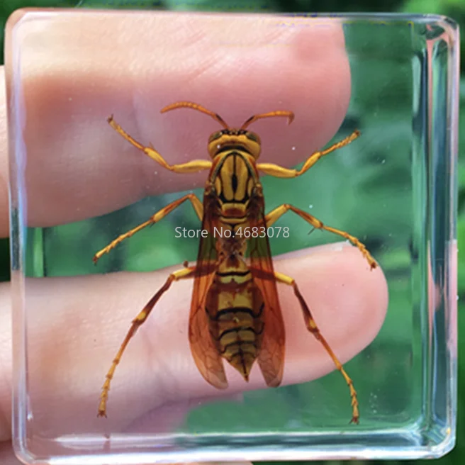 

1piece Insect Specimen Wasp In Clear Resin Educational Explore Instrument School Biological Teaching Supplies 38x38x14MM