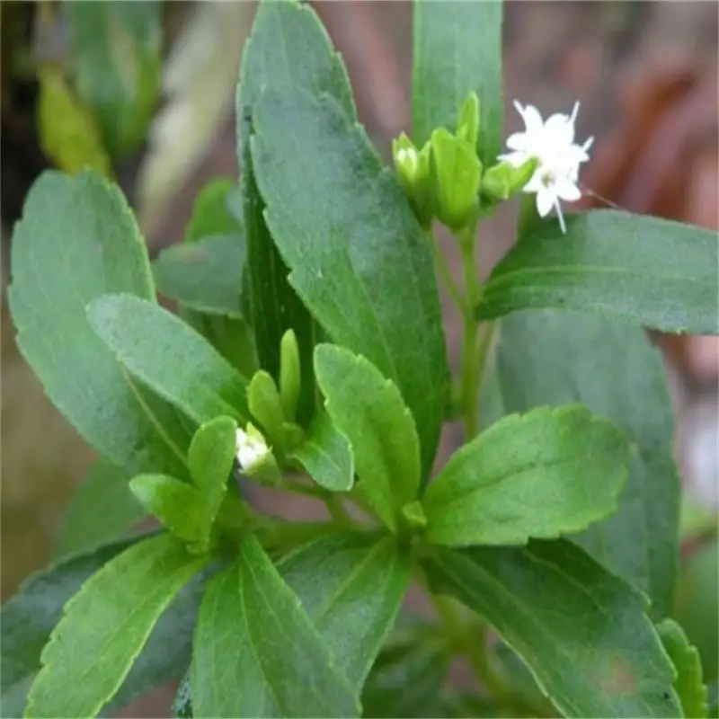 

250g /500g 100% natural stevia leaf powder natural sweetener ,Beauty, eliminate fatigue