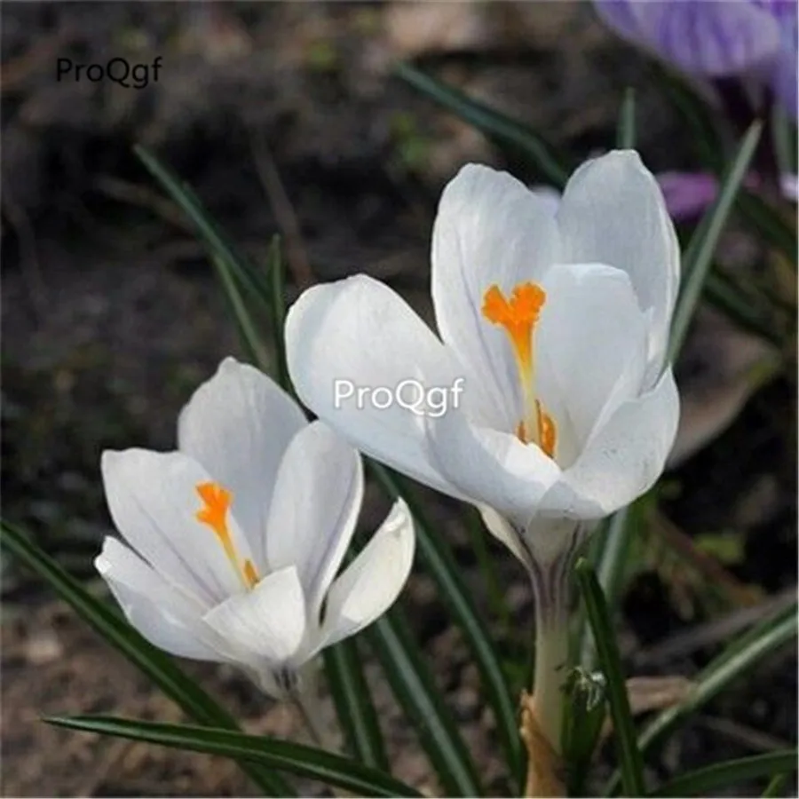9 Ngryise 10 шт. в комплекте - Color: 9