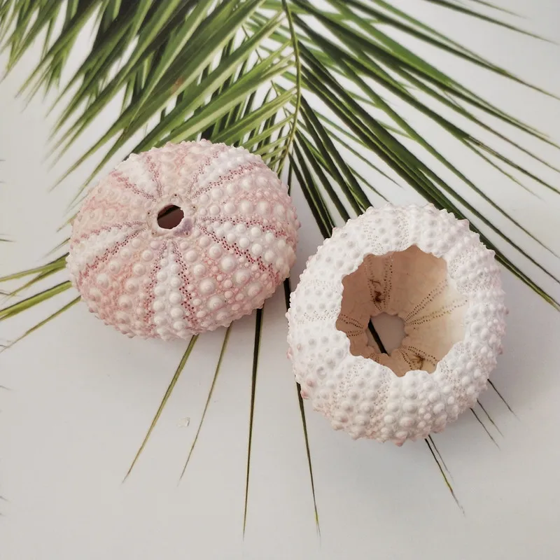 2 шт. ракушки для украшения окон|Ракушки и морские звезды| |