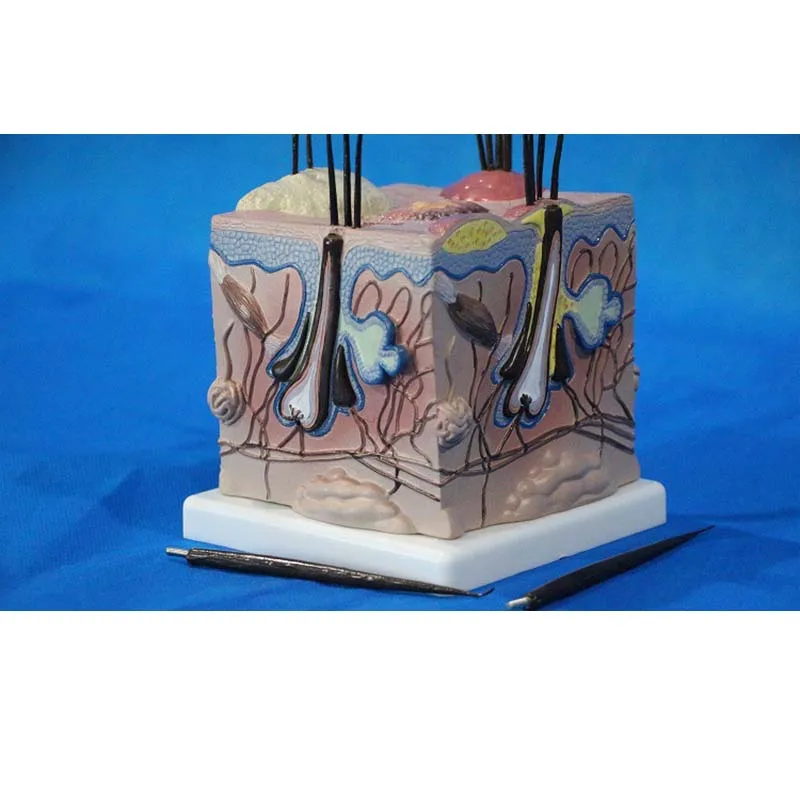 

Pathological dog skin teaching model is pathological
