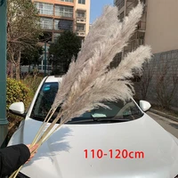 extra large pampas grass 120cm greywhite color fluffy natural dried flowers bouquet boho vintage style for wedding home decor