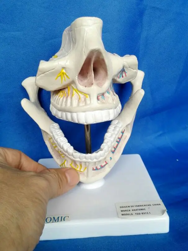 

Adult Jaw Teeth Model Dental Lab Mandible Teeth Study Model Dental Tooth Teeth Dentist Dentistry Anatomical Anatomy Model