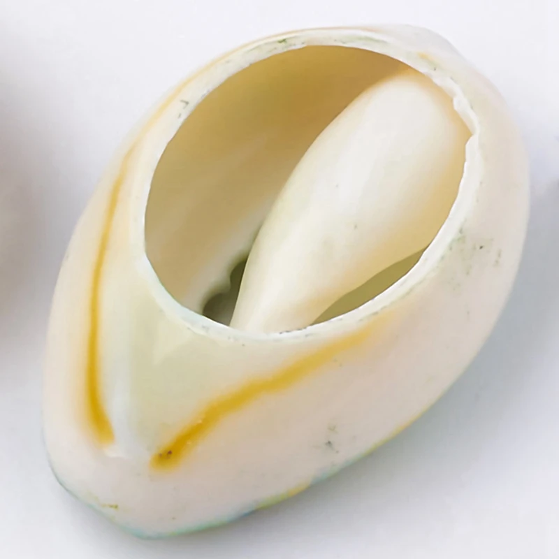 

Mixed Print Color Cut Non-Porous Shell Diy Handmade Shell Beaded Jewelry Accessories