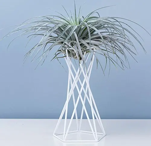 

Tabletop Metal Air Plant Holders Stands Plant Containers Flower Racks