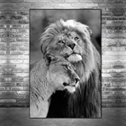 Картины влюбленные африканские дикие львы, настенные картины, плакат и принты с изображениями Львов, черно-белых животных