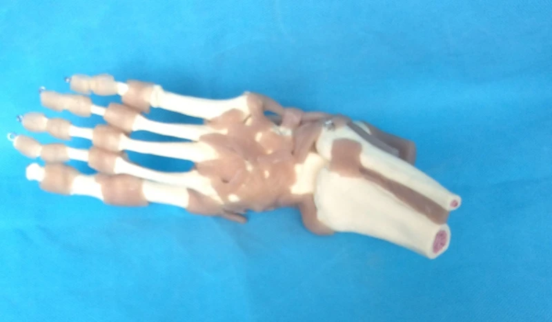 Бесплатная доставка модель человеческого телесного сустава 1:1 в натуральную