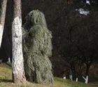 3Д Увядшая трава Ghillie костюм военный Камуфляжный Ghillie костюм камуфляжная затеняющая ткань армейская охотничья одежда Birding костюм