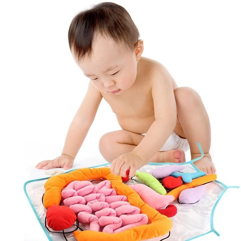 

Educational Toys Insights Toy Anatomy learn Apron Human Body Organs Awareness Preschool Science Home School Teaching Aids