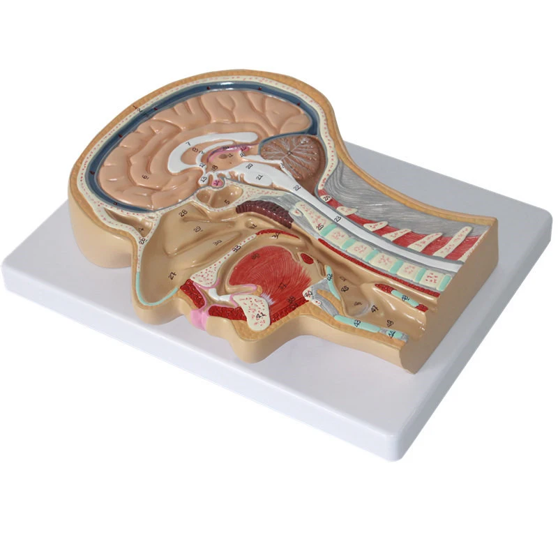 Median Section of The Head,Center of The Head Model of The Sagittal Section,Head Anatomical Model Medical Science