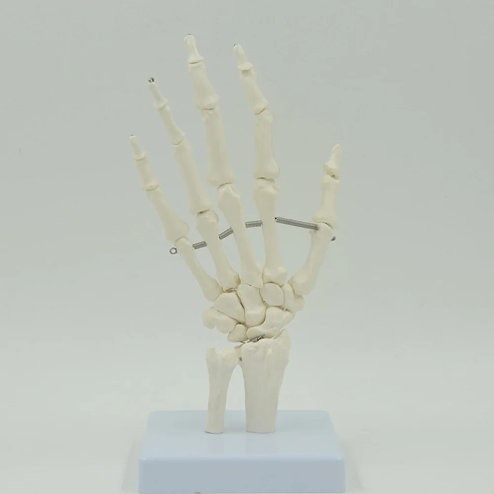 

Human Hand Skeleton Model Hand Joint Simulation Model Educational Supply
