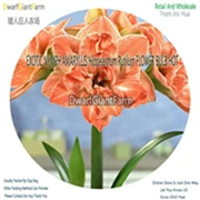 11 Ngryise 5 шт. набор Hippeastrum rutilum Amaryllis - Цвет: 11