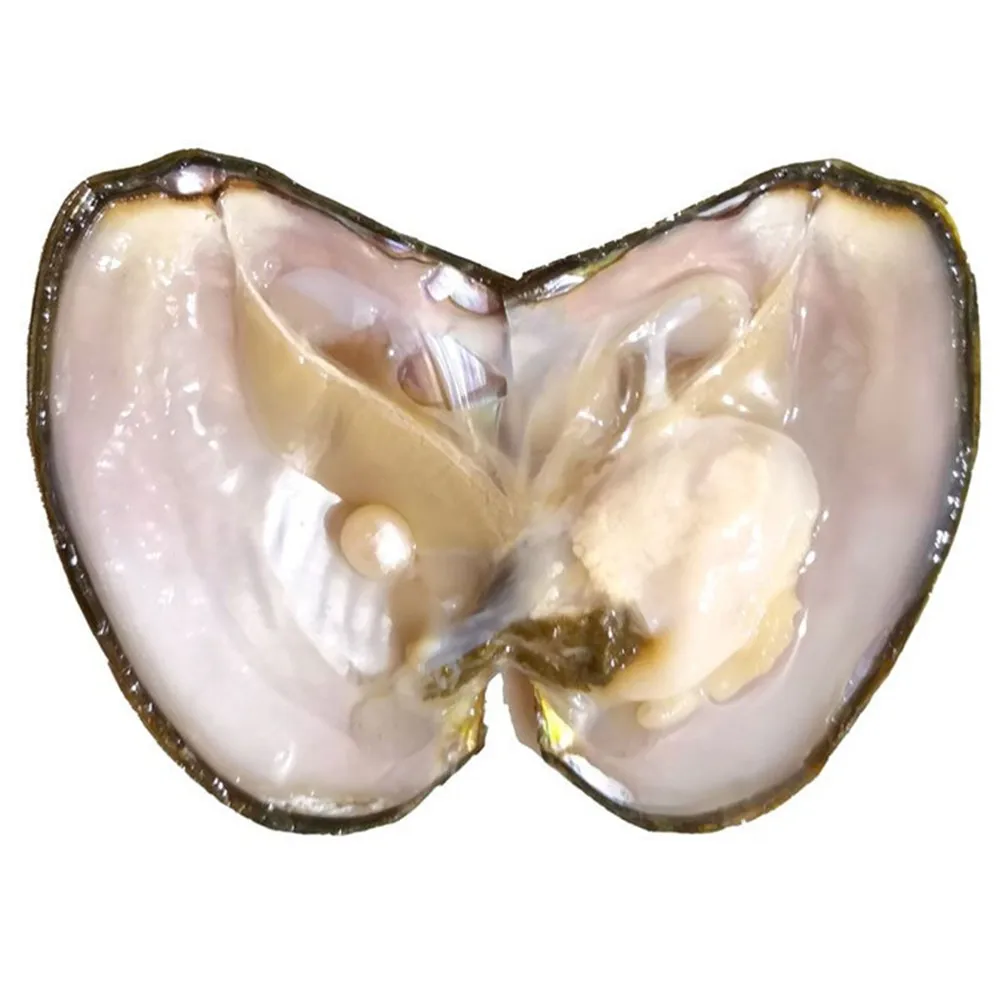 В герметической упаковке натурального Пресноводная жемчужина устриц опыт