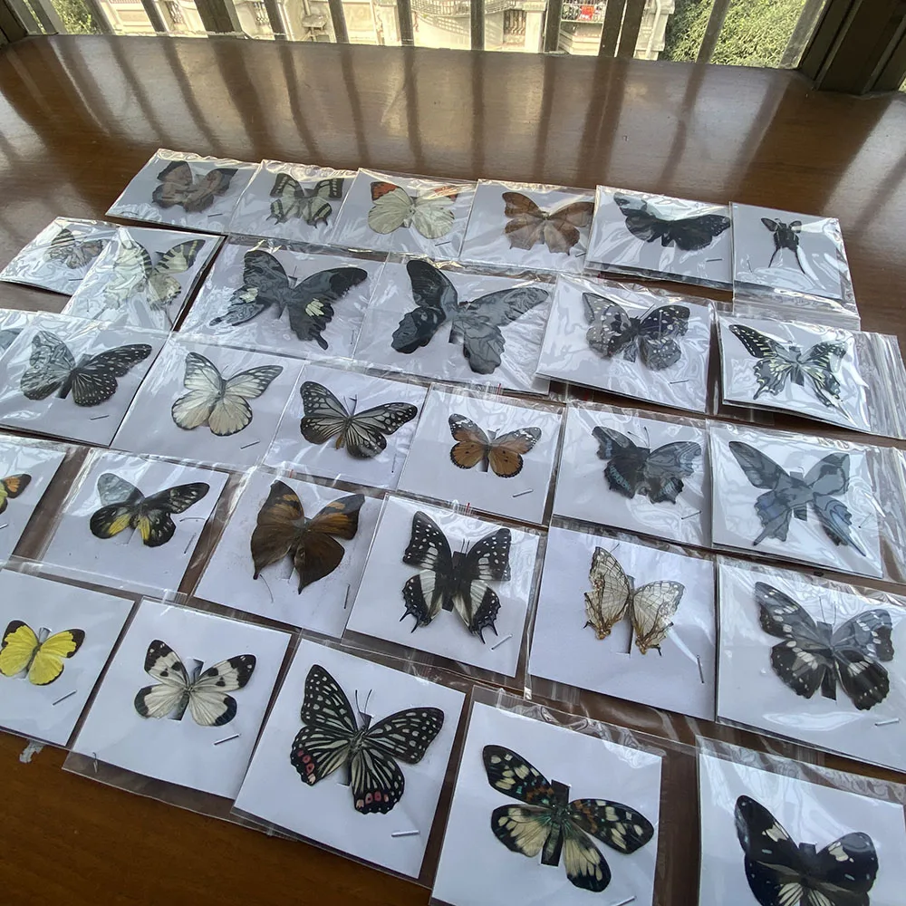 10-100Pcs Natürliche Montiert Rhopalocera / Le Papillon/Schmetterling Probe Kunstwerk Material Decor