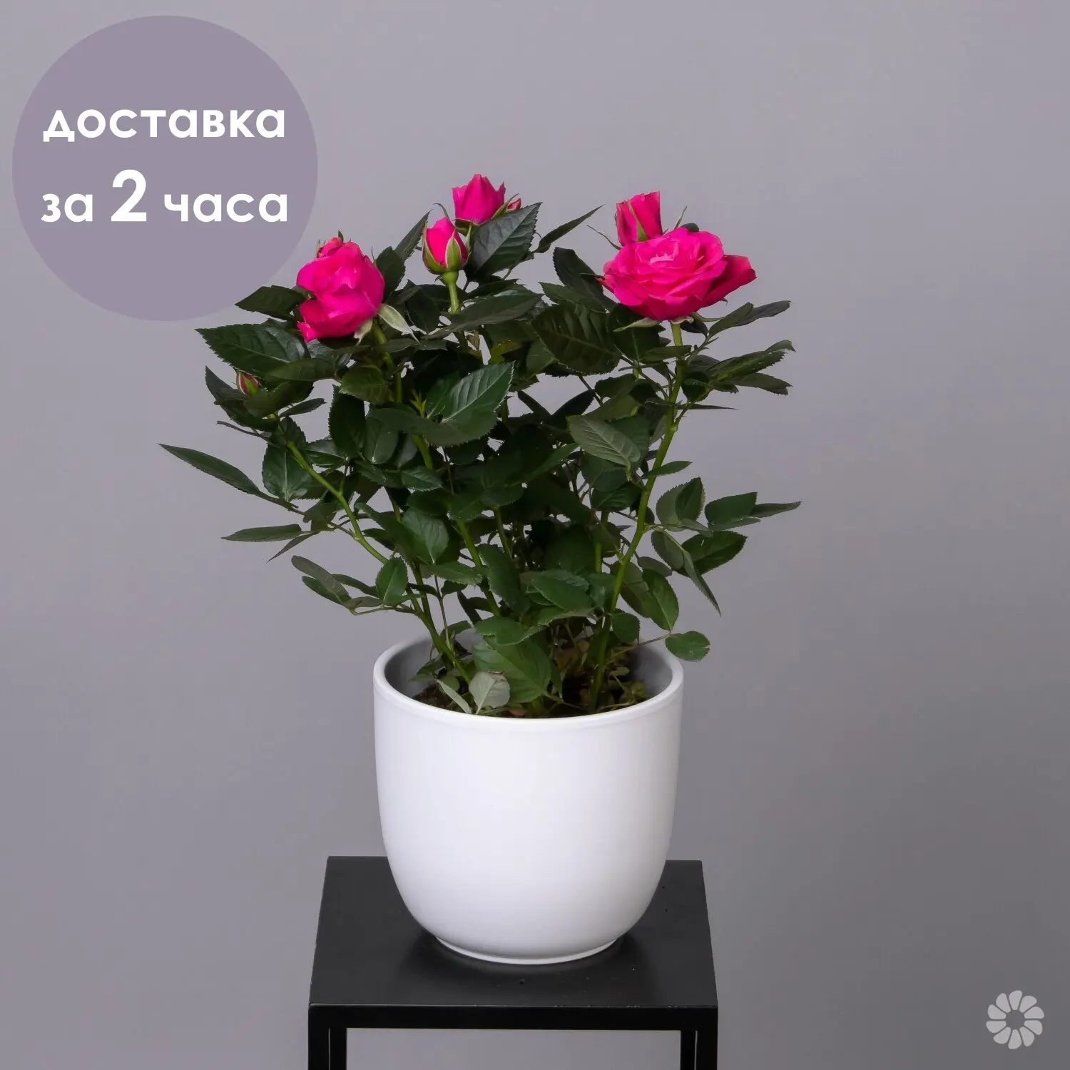 Роза Патио Малиновая |